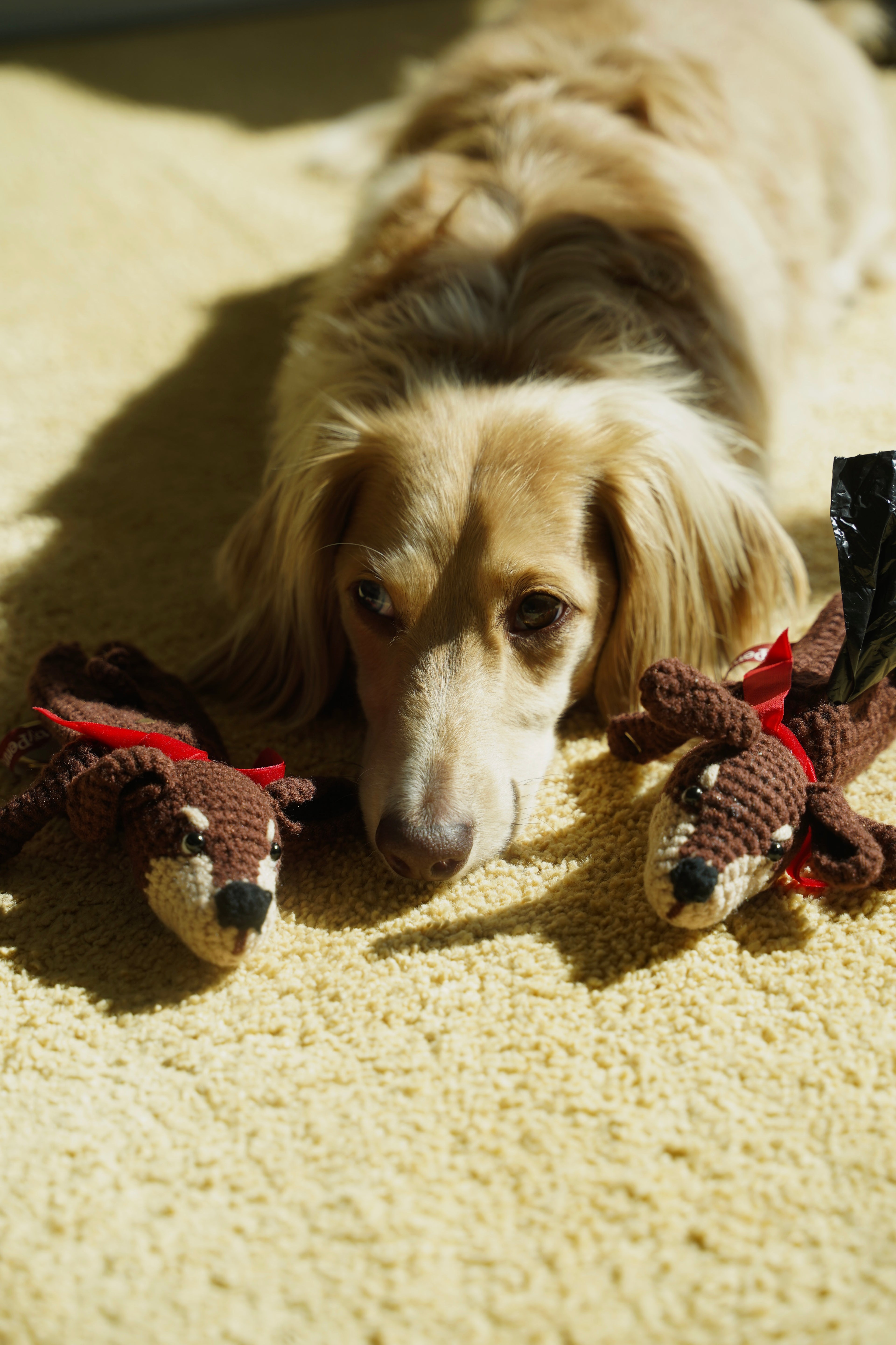 Penny Poop Bag Holder